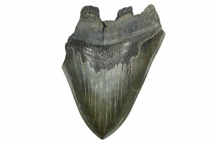 Partial Fossil Megalodon Tooth - Serrated Blade #338807
